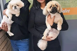 Pekingese 1 male available