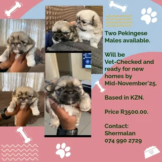 Pekingese 1 male available