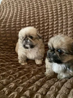 Pekingese 1 male available