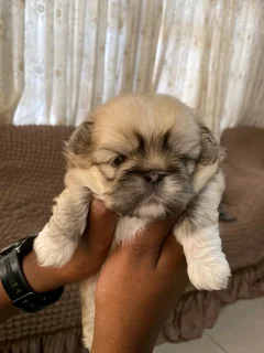 Pekingese 1 male available