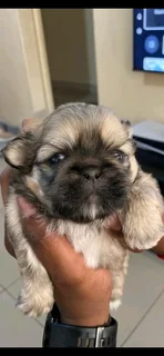 Pekingese 1 male available