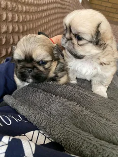 Pekingese 1 male available