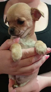 Chihuahua puppies