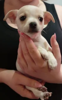 Chihuahua puppies