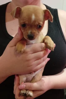 Chihuahua puppies