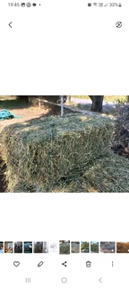Lucern A Grade
