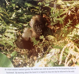 Charlotte Uhlenbroek - JUNGLE - A Journey to the Heart of the Rain Forest - book signed by Author