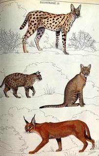 Die Soogdiere van die Suider-Afrikaanse Substreek - Reay H N Smithers - Hardeband