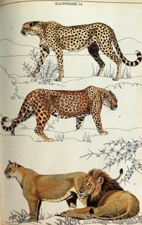 Die Soogdiere van die Suider-Afrikaanse Substreek - Reay H N Smithers - Hardeband