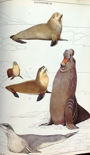 Die Soogdiere van die Suider-Afrikaanse Substreek - Reay H N Smithers - Hardeband