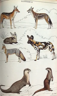 Die Soogdiere van die Suider-Afrikaanse Substreek - Reay H N Smithers - Hardeband