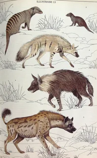 Die Soogdiere van die Suider-Afrikaanse Substreek - Reay H N Smithers - Hardeband