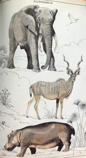 Die Soogdiere van die Suider-Afrikaanse Substreek - Reay H N Smithers - Hardeband