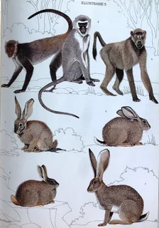 Die Soogdiere van die Suider-Afrikaanse Substreek - Reay H N Smithers - Hardeband