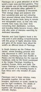 Flamingos - Malcolm and Carol Ogilvie - Hardcover