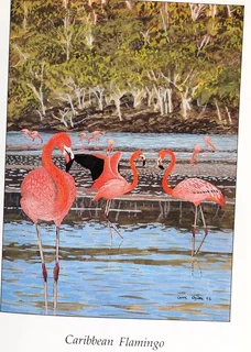 Flamingos - Malcolm and Carol Ogilvie - Hardcover