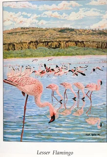 Flamingos - Malcolm and Carol Ogilvie - Hardcover