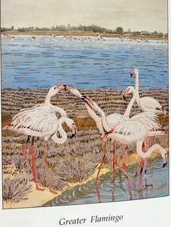 Flamingos - Malcolm and Carol Ogilvie - Hardcover