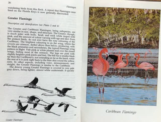 Flamingos - Malcolm and Carol Ogilvie - Hardcover