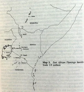 Flamingos - Malcolm and Carol Ogilvie - Hardcover