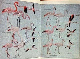 Flamingos - Malcolm and Carol Ogilvie - Hardcover