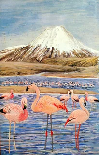 Flamingos - Malcolm and Carol Ogilvie - Hardcover