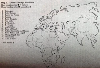 Flamingos - Malcolm and Carol Ogilvie - Hardcover