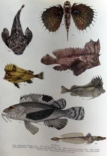 Smith&#39;s Sea Fishes - Professor J L B Smith - Hardcover