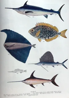 Smith&#39;s Sea Fishes - Professor J L B Smith - Hardcover