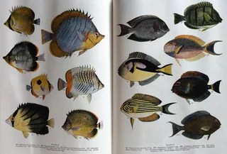 Smith&#39;s Sea Fishes - Professor J L B Smith - Hardcover