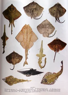 Smith&#39;s Sea Fishes - Professor J L B Smith - Hardcover