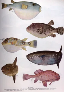 Smith&#39;s Sea Fishes - Professor J L B Smith - Hardcover