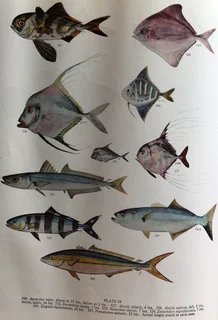 Smith&#39;s Sea Fishes - Professor J L B Smith - Hardcover