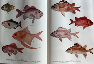 Smith&#39;s Sea Fishes - Professor J L B Smith - Hardcover