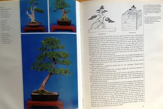 Bemeester Bonsai - Pieter Loubser - Hardeband