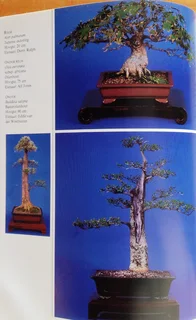 Bemeester Bonsai - Pieter Loubser - Hardeband