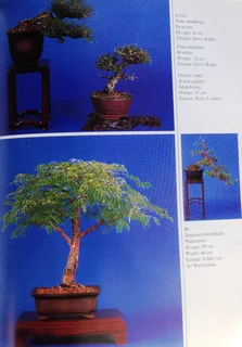 Bemeester Bonsai - Pieter Loubser - Hardeband