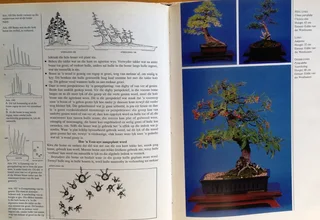 Bemeester Bonsai - Pieter Loubser - Hardeband