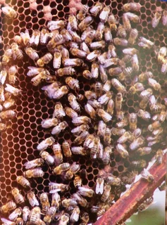 The Illustrated Olive Farm - Carol Drinkwater - Hardcover - book signed by Authoress