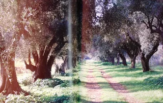 The Illustrated Olive Farm - Carol Drinkwater - Hardcover - book signed by Authoress