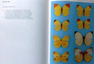 Pennington&#39;s Butterflies of Southern Africa - C G C Dickson with Dr D M Kroon - Hardcover