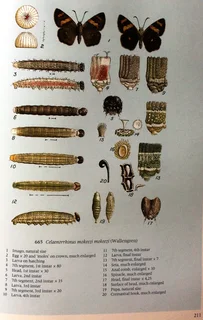 Pennington&#39;s Butterflies of Southern Africa - C G C Dickson with Dr D M Kroon - Hardcover