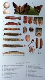 Pennington&#39;s Butterflies of Southern Africa - C G C Dickson with Dr D M Kroon - Hardcover