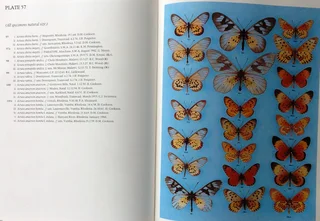 Pennington&#39;s Butterflies of Southern Africa - C G C Dickson with Dr D M Kroon - Hardcover