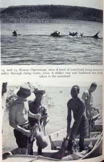 KARIBA - The struggle with the River God - Frank Clements - Hardcover