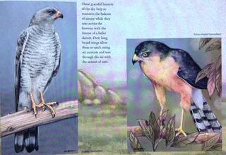 Heavens of Africa - Lisa Halstead Wildlife Artist - written by David Elliot Wien - Hardcover