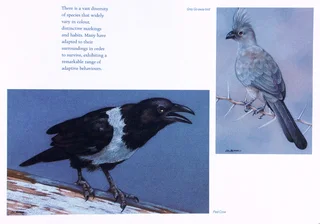 Heavens of Africa - Lisa Halstead Wildlife Artist - written by David Elliot Wien - Hardcover