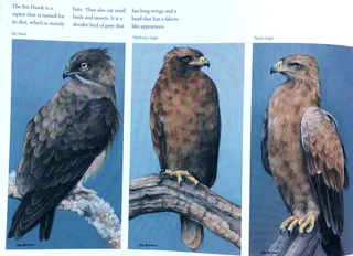 Heavens of Africa - Lisa Halstead Wildlife Artist - written by David Elliot Wien - Hardcover