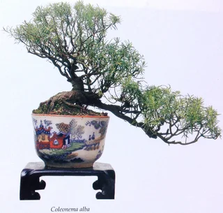 Bonsai in South Africa - The art of growing and styling bonsai - Rudi Adam - Hardcover