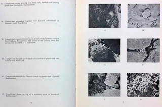 Succulents in the Veld - Rolf Rawe - Hardcover